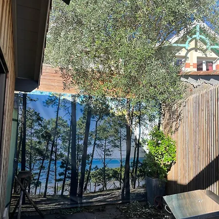 La Sanson * ארסשון